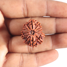 Load image into Gallery viewer, 14 Mukhi Nepalese Rudraksha - Bead No. 340
