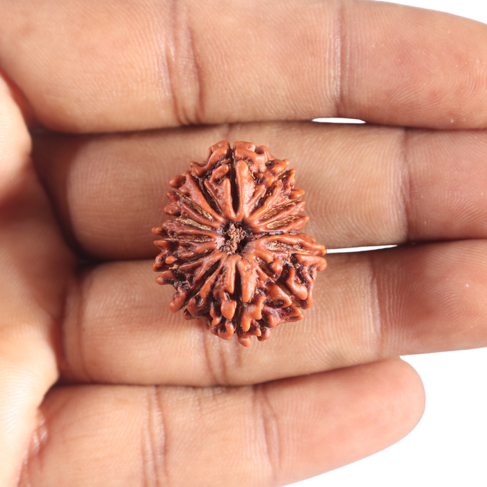 14 Mukhi Nepalese Rudraksha - Bead No. 340