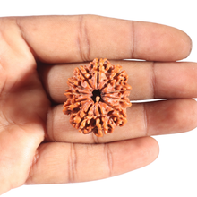 Load image into Gallery viewer, 11 Mukhi Nepalese Rudraksha - Bead No. 439
