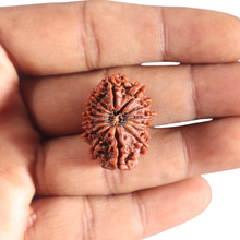 Load image into Gallery viewer, 14 Mukhi Nepalese Rudraksha - Bead No. 317
