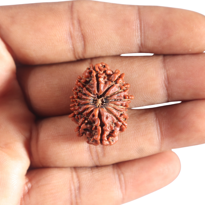 14 Mukhi Nepalese Rudraksha - Bead No. 317