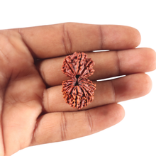 Load image into Gallery viewer, 17 Mukhi Nepalese Rudraksha - Bead No. 68
