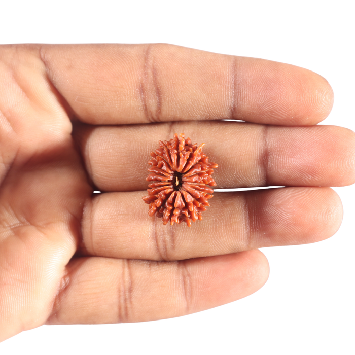 17 Mukhi Nepalese Rudraksha - Bead No. 71