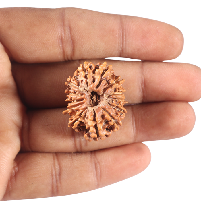 13 Mukhi Nepalese Rudraksha - Bead No. 110