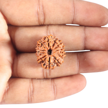 Load image into Gallery viewer, 11 Mukhi Nepalese Rudraksha - Bead No. 451
