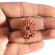 Load image into Gallery viewer, 14 Mukhi Nepalese Rudraksha - Bead No. 308

