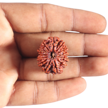Load image into Gallery viewer, 14 Mukhi Nepalese Rudraksha - Bead No. 282

