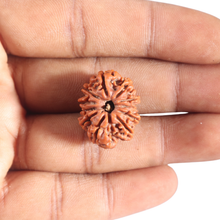 Load image into Gallery viewer, 11 Mukhi Nepalese Rudraksha - Bead No. 457
