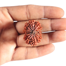 Load image into Gallery viewer, 14 Mukhi Nepalese Rudraksha - Bead No. 181
