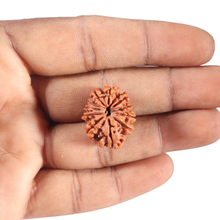 Load image into Gallery viewer, 11 Mukhi Nepalese Rudraksha - Bead No. 455
