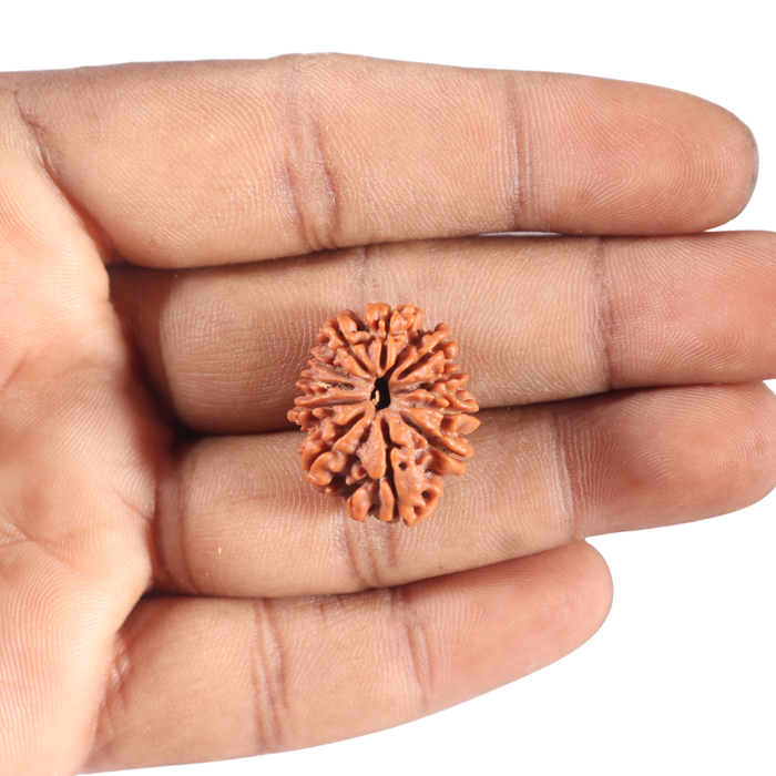 11 Mukhi Nepalese Rudraksha - Bead No. 455