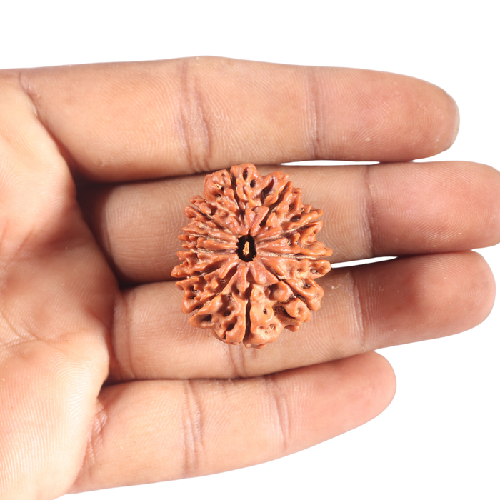 11 Mukhi Nepalese Rudraksha - Bead No. 436