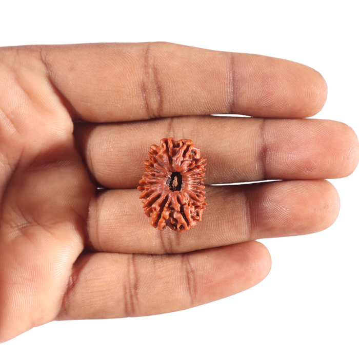 17 Mukhi Nepalese Rudraksha - Bead No. 63