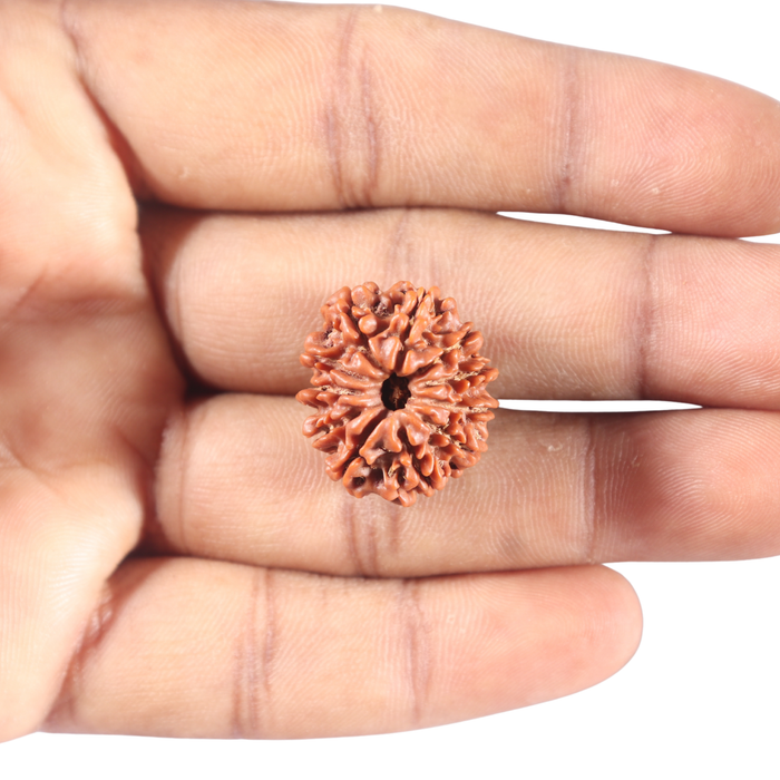 11 Mukhi Nepalese Rudraksha - Bead No. 458