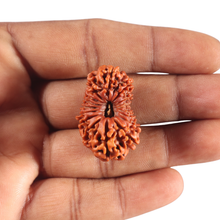 Load image into Gallery viewer, 17 Mukhi Nepalese Rudraksha - Bead No. 69
