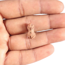 Load image into Gallery viewer, 20 Mukhi Indonesian Rudraksha - Bead 40
