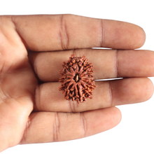 Load image into Gallery viewer, 14 Mukhi Nepalese Rudraksha - Bead No. 302
