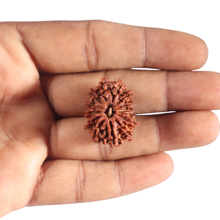 14 Mukhi Nepalese Rudraksha - Bead No. 302