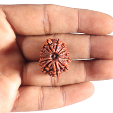 Load image into Gallery viewer, 14 Mukhi Nepalese Rudraksha - Bead No. 341
