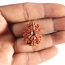 Load image into Gallery viewer, 14 Mukhi Nepalese Rudraksha - Bead No. 310
