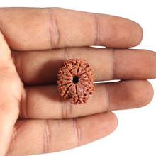 Load image into Gallery viewer, 11 Mukhi Nepalese Rudraksha - Bead No. 454
