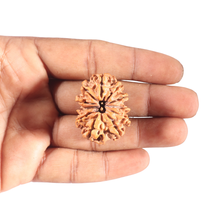 11 Mukhi Nepalese Rudraksha - Bead No. 361