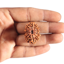 Load image into Gallery viewer, 14 Mukhi Nepalese Rudraksha - Bead No. 246
