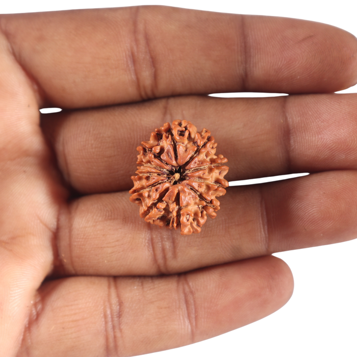 11 Mukhi Nepalese Rudraksha - Bead No. 452