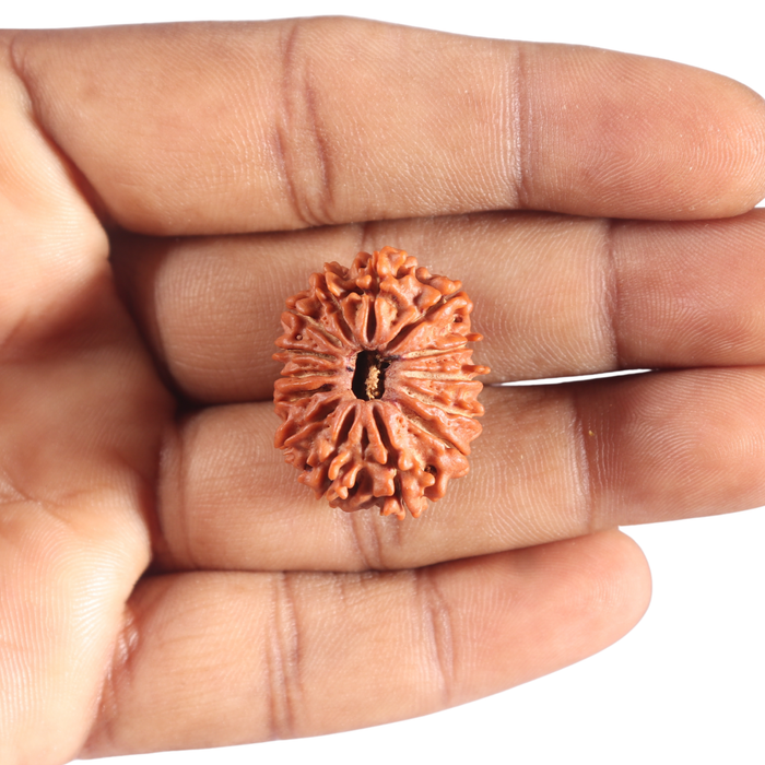 14 Mukhi Nepalese Rudraksha - Bead No. 291