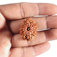 Load image into Gallery viewer, 14 Mukhi Nepalese Rudraksha - Bead No. 276
