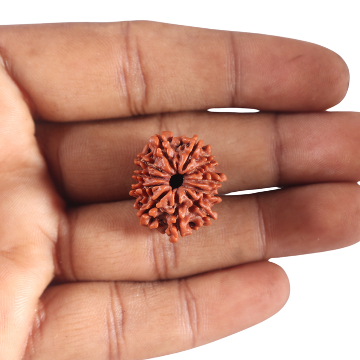 11 Mukhi Nepalese Rudraksha - Bead No. 456
