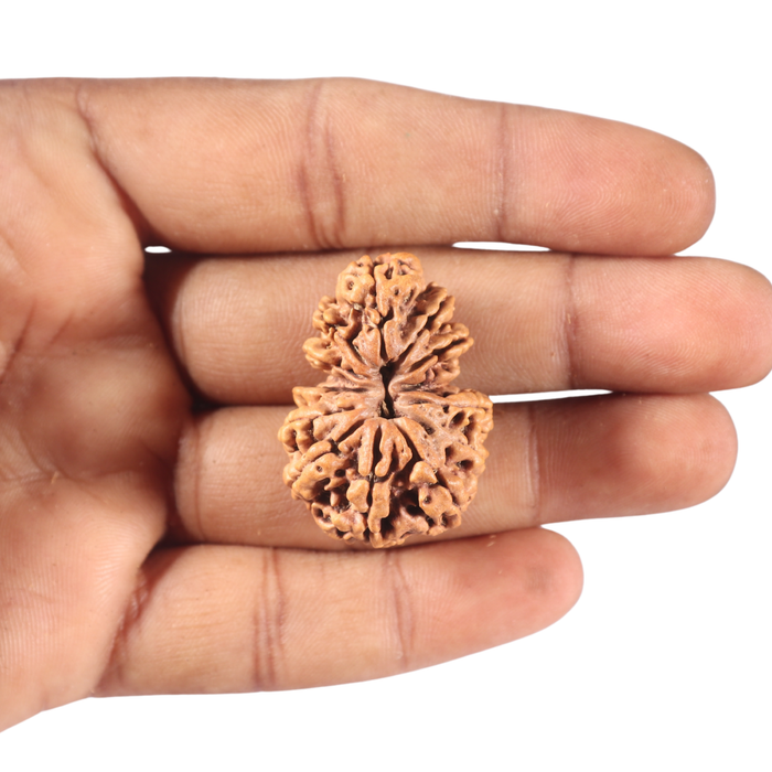 13 Mukhi Gaurishankar Nepalese Rudraksha  - Bead No. 374