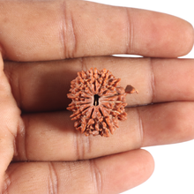 Load image into Gallery viewer, 13 Mukhi Nepalese Ganesh Rudraksha - Bead No. 380

