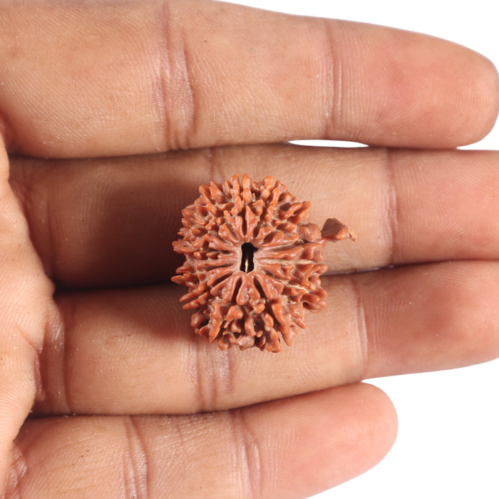 13 Mukhi Nepalese Ganesh Rudraksha - Bead No. 380