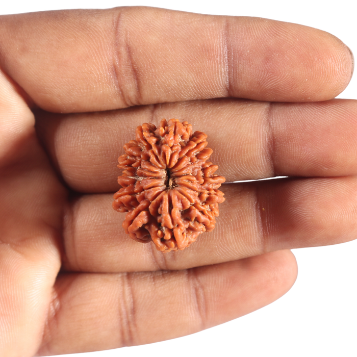 14 Mukhi Nepalese Rudraksha - Bead No. 390