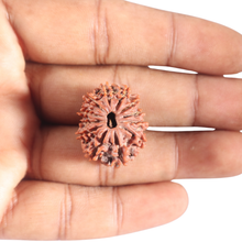 Load image into Gallery viewer, 11 Mukhi Nepalese Rudraksha - Bead No.449
