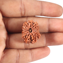 Load image into Gallery viewer, 13 Mukhi Nepalese Rudraksha - Bead No. 385
