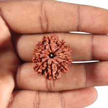 Load image into Gallery viewer, 11 Mukhi Nepalese Rudraksha - Bead No. 447
