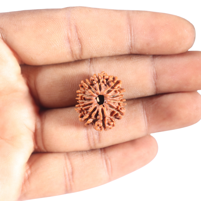 11 Mukhi Nepalese Rudraksha - Bead No. 453