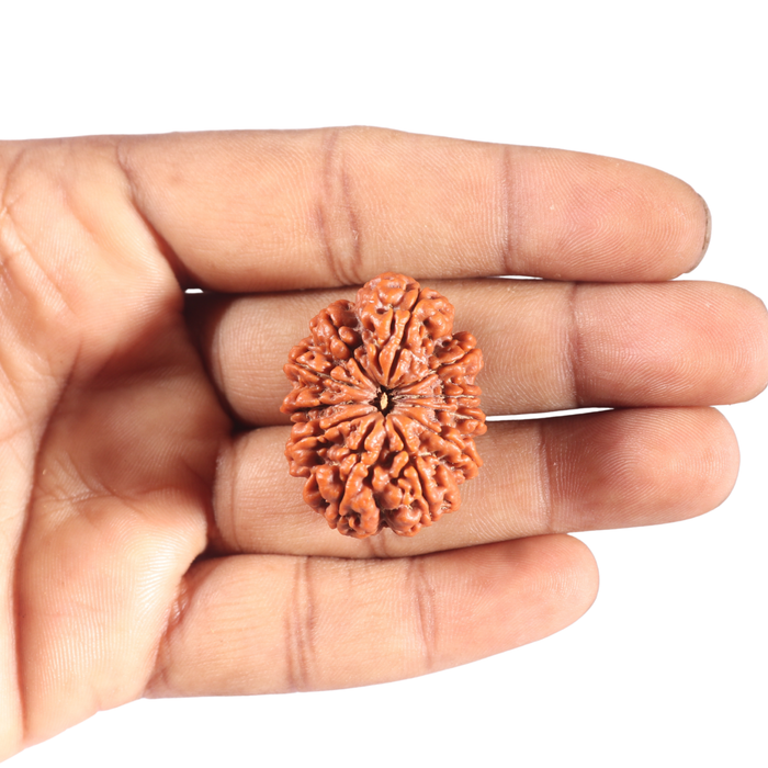 11 Mukhi Nepalese Rudraksha - Bead No. 441