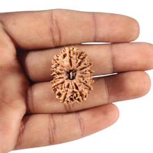 Load image into Gallery viewer, 13 mukhi Nepalese Rudraksha - Bead No. 25
