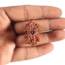 Load image into Gallery viewer, 11 Mukhi Gaurishankar Nepalese Rudraksha - Bead No. 285
