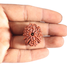 Load image into Gallery viewer, 11 Mukhi Nepalese Rudraksha - Bead No. 444

