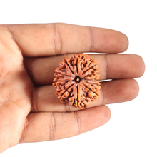Load image into Gallery viewer, 11 Mukhi Nepalese Rudraksha - Bead No. 438
