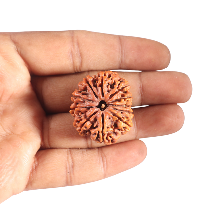 11 Mukhi Nepalese Rudraksha - Bead No. 438