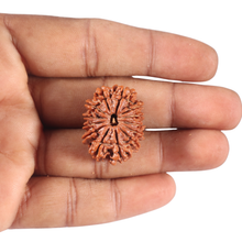 Load image into Gallery viewer, 13 Mukhi Nepalese Rudraksha - Bead No. 295
