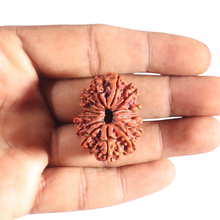 Load image into Gallery viewer, 14 Mukhi Nepalese Rudraksha - Bead No. 348

