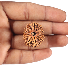Load image into Gallery viewer, 13 Mukhi Nepalese Rudraksha - Bead No. 246
