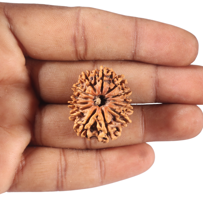 13 Mukhi Nepalese Rudraksha - Bead No. 246