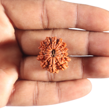 Load image into Gallery viewer, 14 Mukhi Nepalese Rudraksha - Bead No. 394
